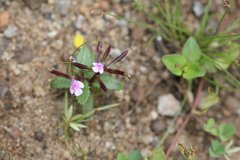 Lindernia crustacea